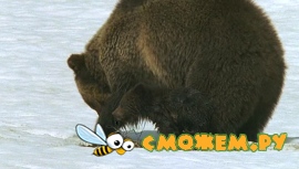 BBC: Живой мир. Полярные медведи и гризли / BBC: The Natural World. Polar bears & grizzlies - bears on top of the world