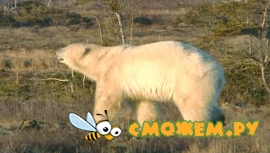 BBC: Живой мир. Полярные медведи и гризли / BBC: The Natural World. Polar bears & grizzlies - bears on top of the world