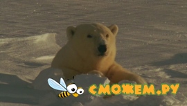BBC: Живой мир. Полярные медведи и гризли / BBC: The Natural World. Polar bears & grizzlies - bears on top of the world