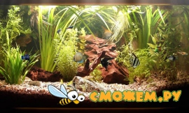 Dream Aquarium Screensaver 1.24 + 21 аквариум