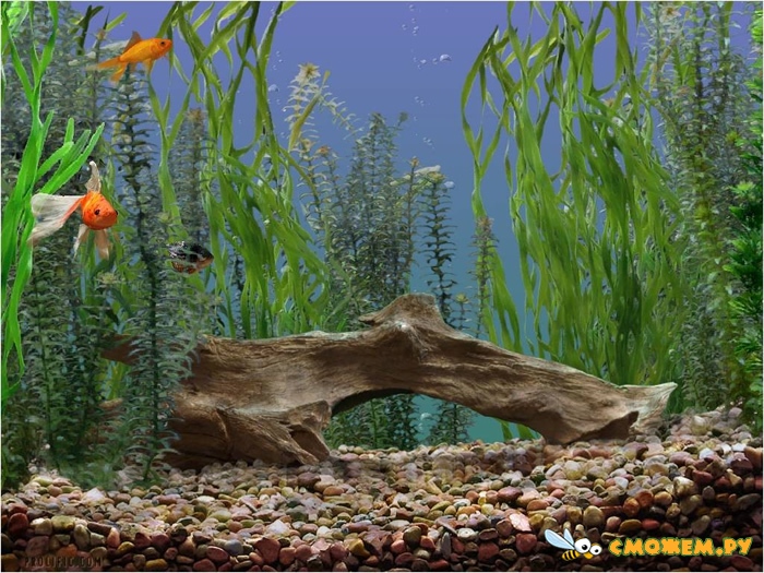 Lifeglobe goldfish aquarium screensaver code