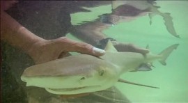 BBC: 10 самых опасных акул / Ten Deadliest Sharks