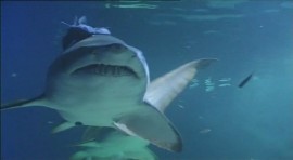 BBC: 10 самых опасных акул / Ten Deadliest Sharks